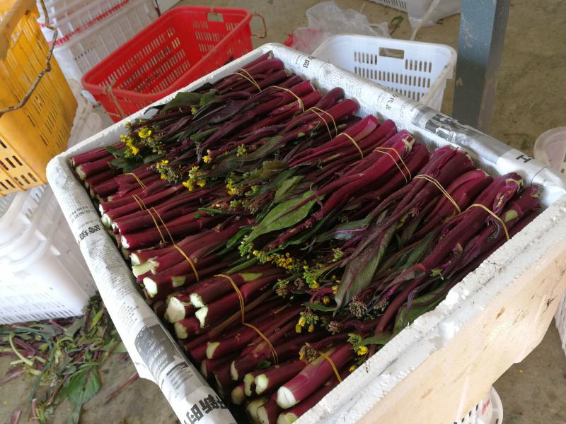 红菜苔15~20cm
