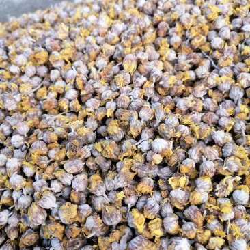 常年供应，商超，花茶店，电商，精品野菊花。