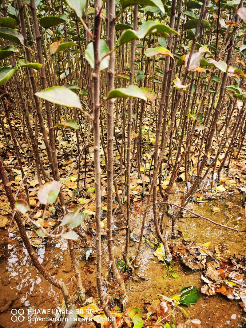 鸡血条纹红苹果苗瑞雪苹果苗秦脆苹果苗众成三号苹果苗