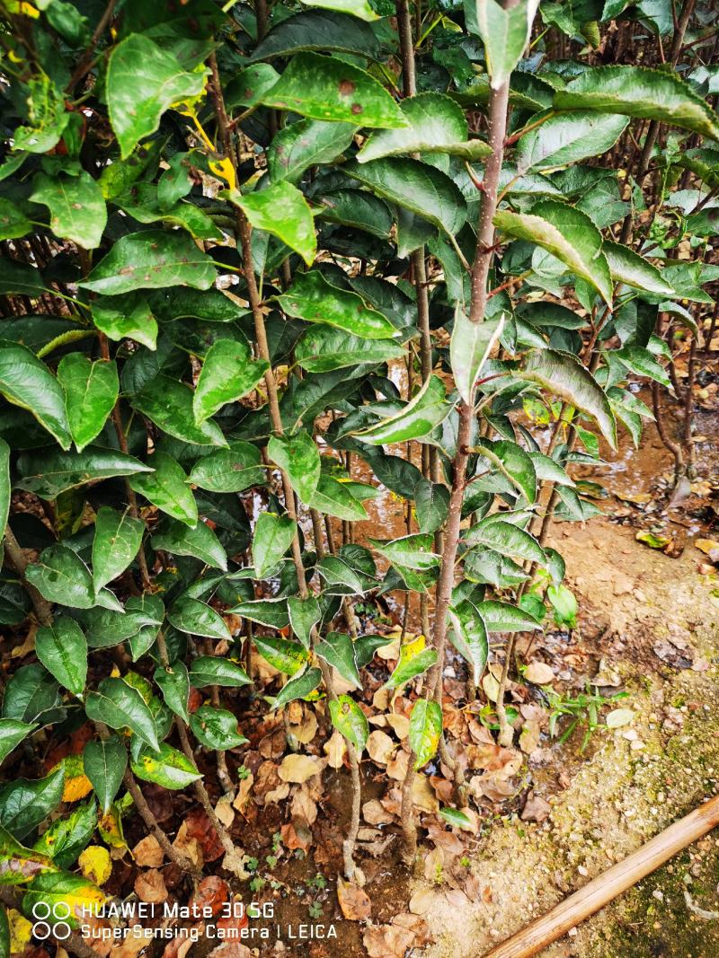 鸡血条纹红苹果苗瑞雪苹果苗秦脆苹果苗众成三号苹果苗