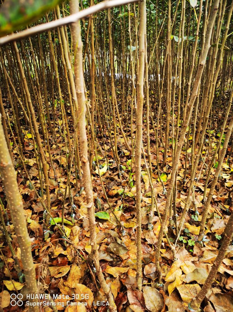 鸡血条纹红苹果苗瑞雪苹果苗秦脆苹果苗众成三号苹果苗