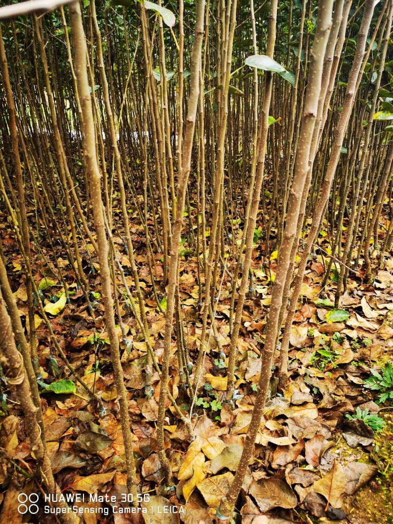 鸡血条纹红苹果苗瑞雪苹果苗秦脆苹果苗众成三号苹果苗