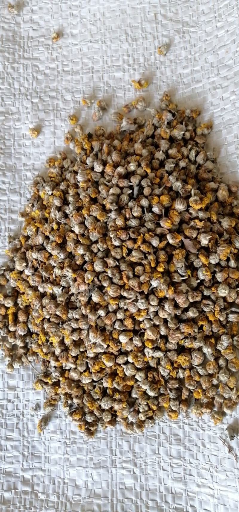 常年供应，商超，花茶店，电商，精品野菊花。