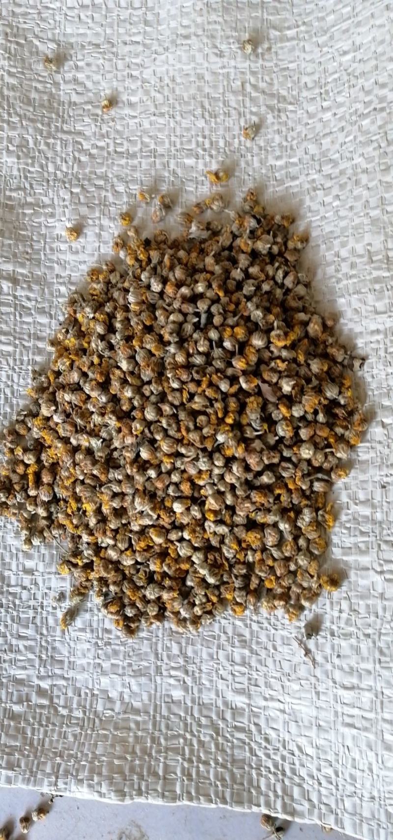 常年供应，商超，花茶店，电商，精品野菊花。