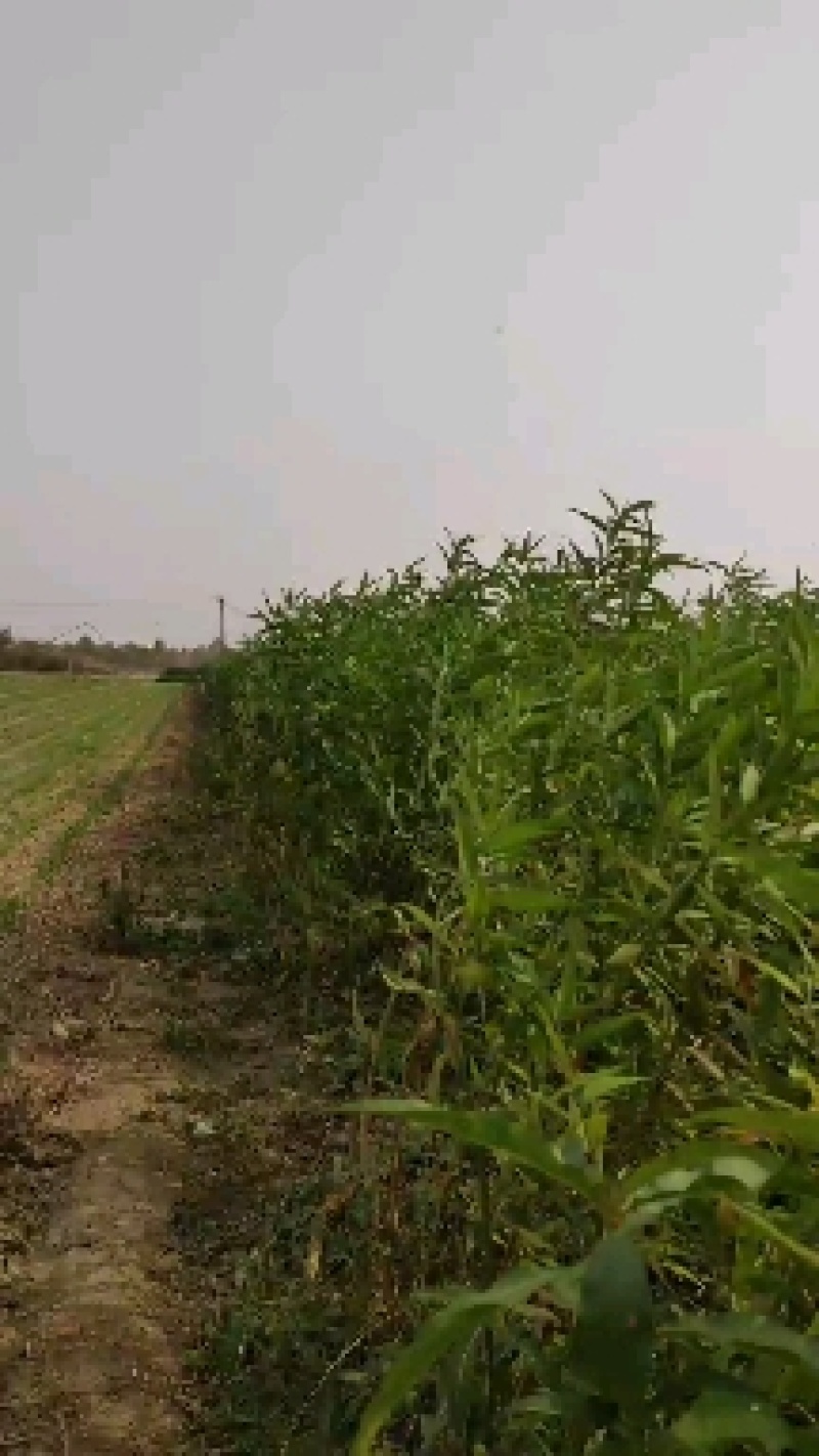 毛桃苗，实生占地桃苗，没嫁接桃树苗，脱毒培育，无病虫害