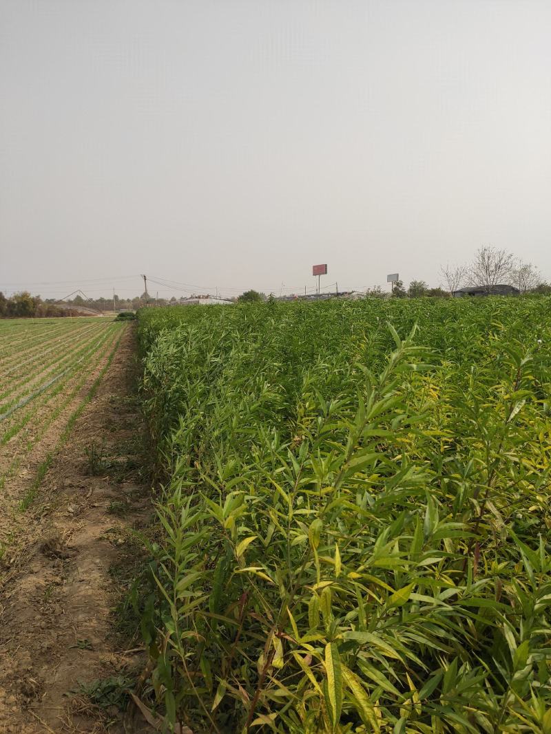 毛桃苗，实生占地桃苗，没嫁接桃树苗，脱毒培育，无病虫害