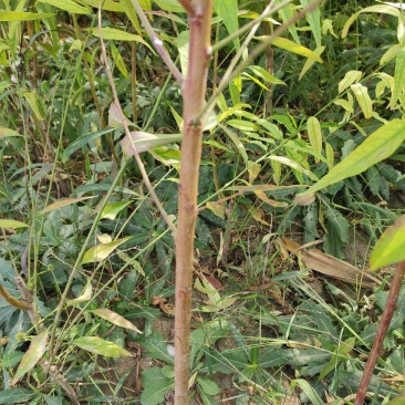 毛桃苗，实生占地桃苗，没嫁接桃树苗，脱毒培育，无病虫害