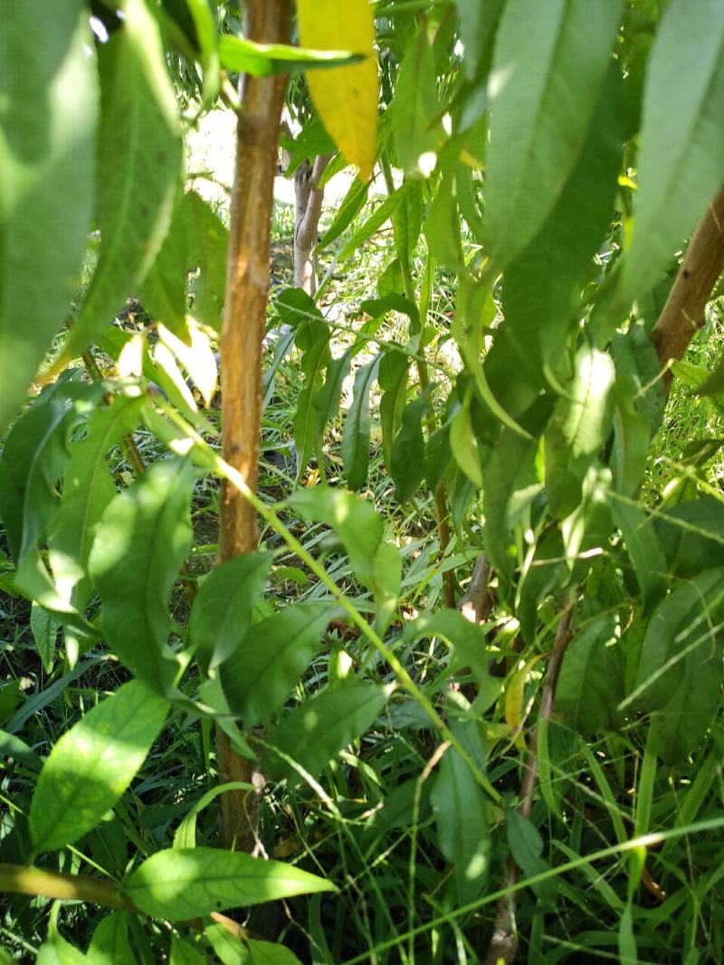 毛桃苗，实生占地桃苗，没嫁接桃树苗，脱毒培育，无病虫害
