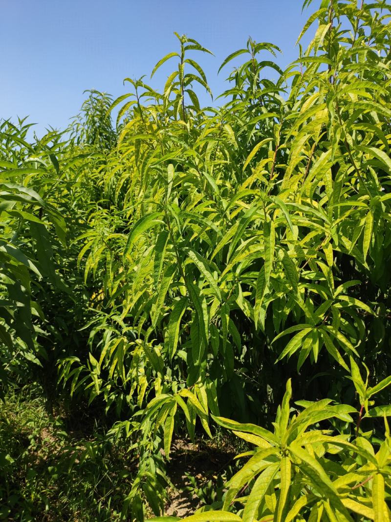 毛桃苗，实生占地桃苗，没嫁接桃树苗，脱毒培育，无病虫害