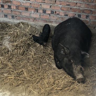 藏香猪实图/果园散养/大小臧香猪带仔藏香猪/