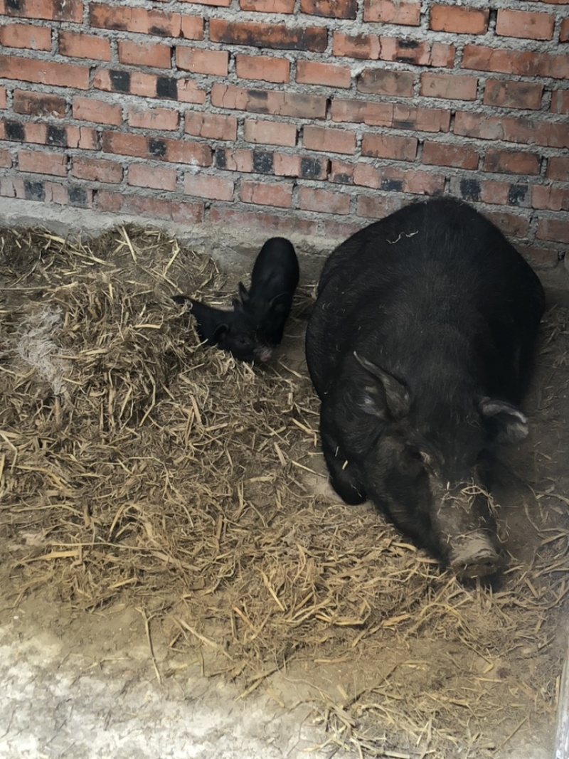 藏香猪实图/果园散养/大小臧香猪带仔藏香猪/