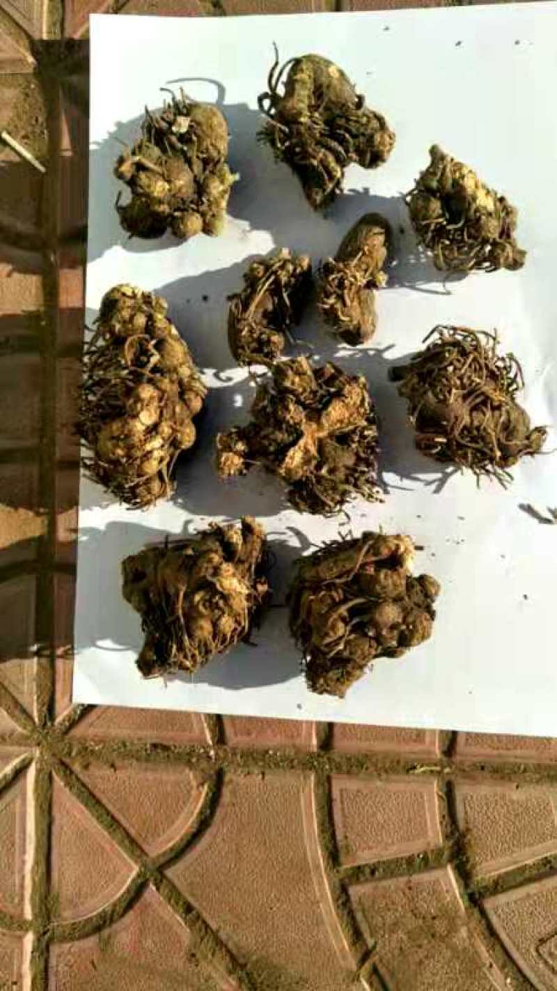 精品朱砂点苍术纯山货产地直销量大从优诚信保质