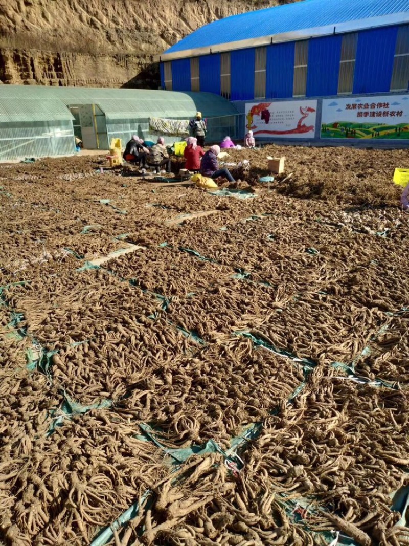 岷县现挖无硫新鲜大当归批发