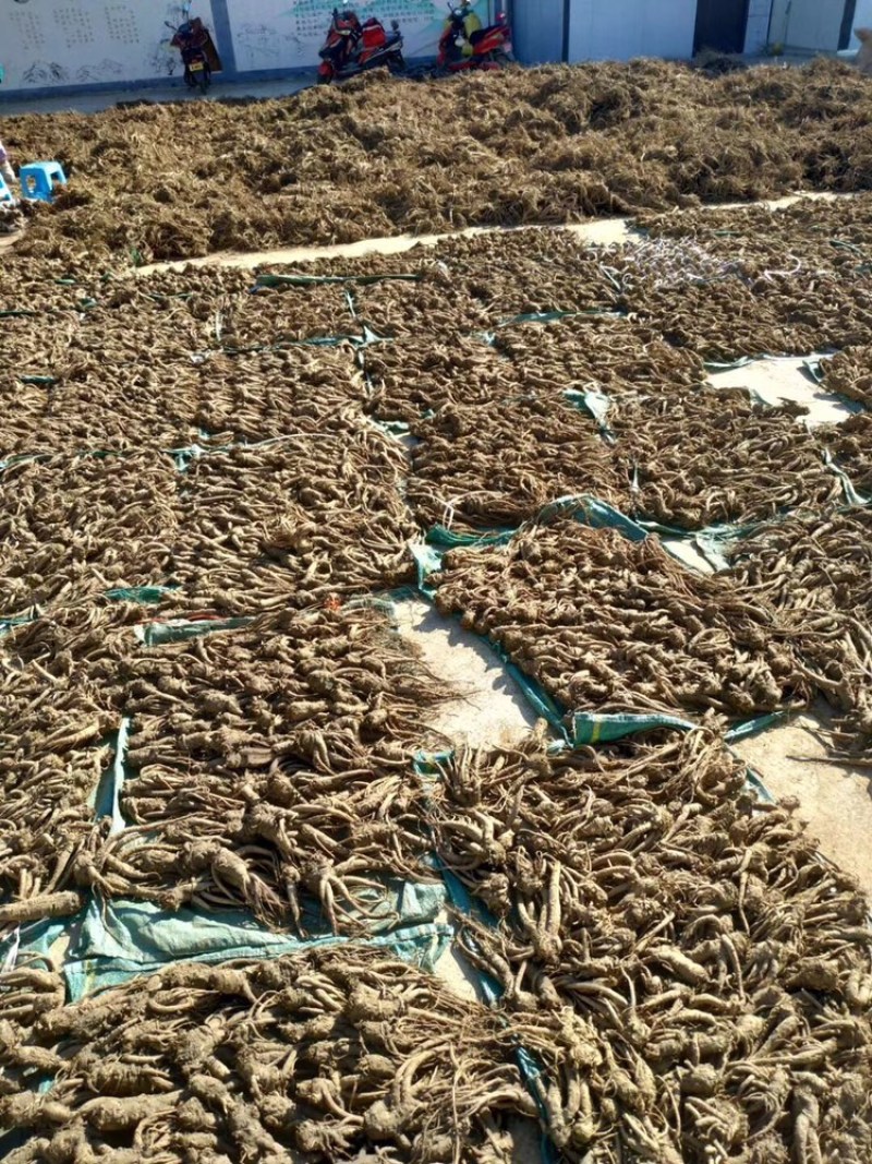 岷县现挖无硫新鲜大当归批发