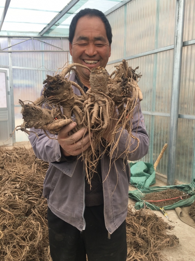 岷县现挖无硫新鲜大当归批发