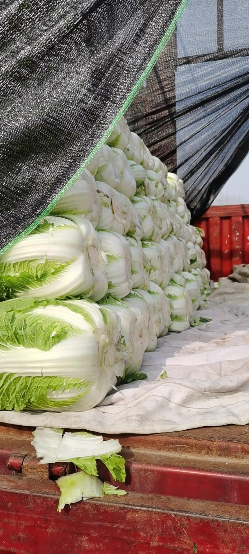 菊锦春白菜4~6斤，纯黄心菜～一手货源，产地直发