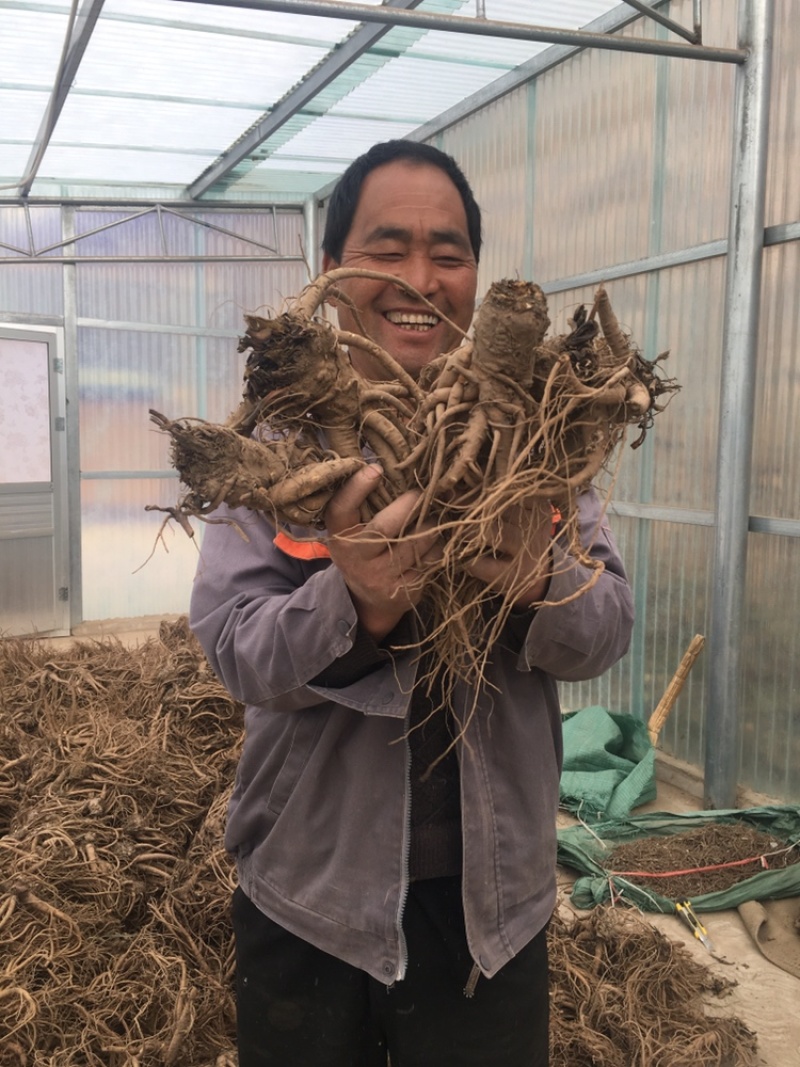 岷县现挖无硫新鲜大当归批发