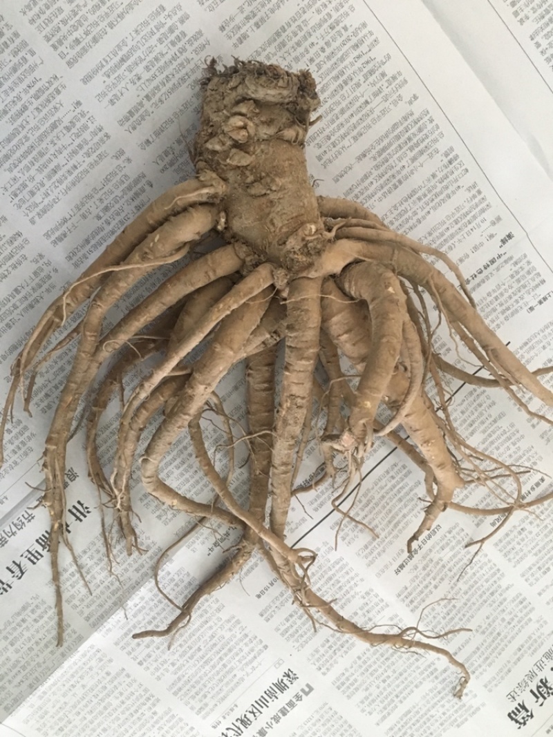 岷县现挖无硫新鲜大当归批发