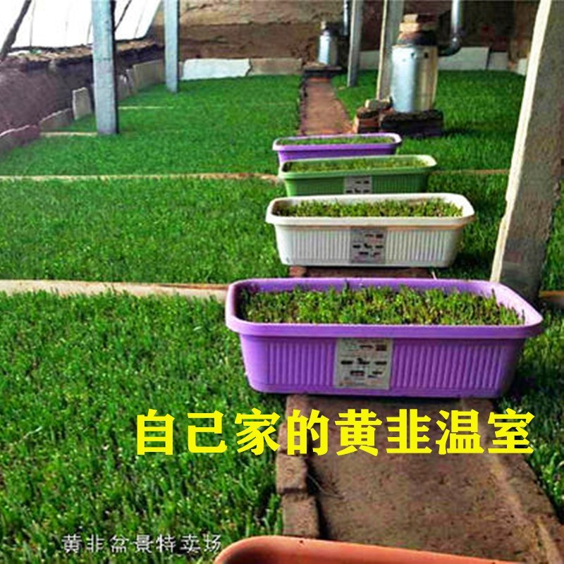 黄韭盆景南宫黄韭盆景室内盆景量大优惠批发低价