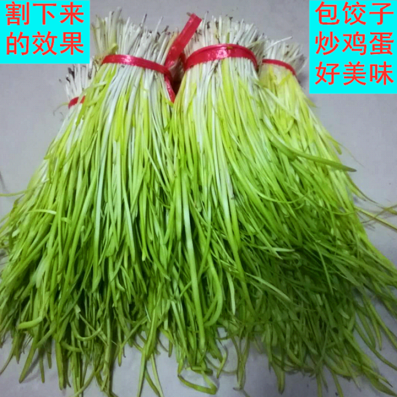 黄韭盆景南宫黄韭盆景室内盆景量大优惠批发低价