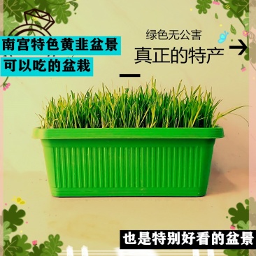 黄韭盆景南宫黄韭盆景室内盆景量大优惠批发低价
