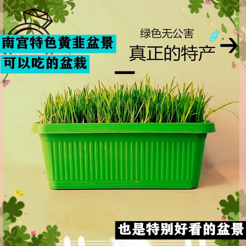 黄韭盆景南宫黄韭盆景室内盆景量大优惠批发低价