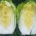 菊锦春白菜4~6斤，纯黄心菜～一手货源，产地直发