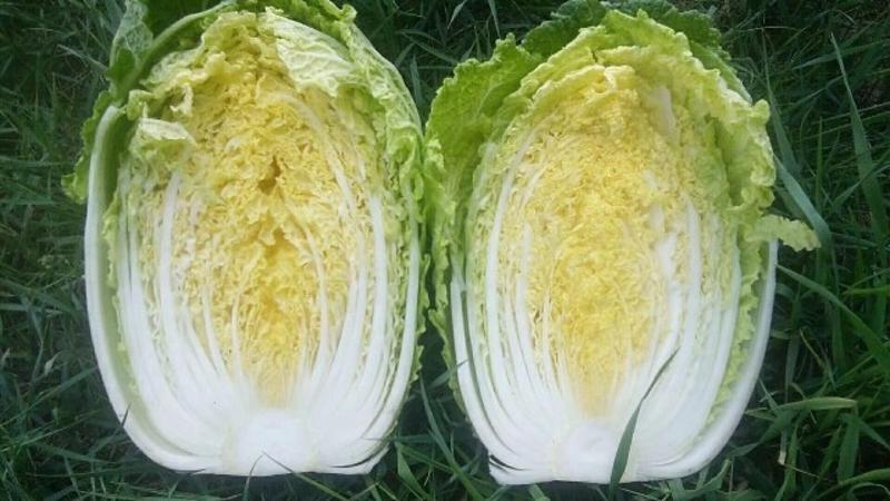 菊锦春白菜4~6斤，纯黄心菜～一手货源，产地直发