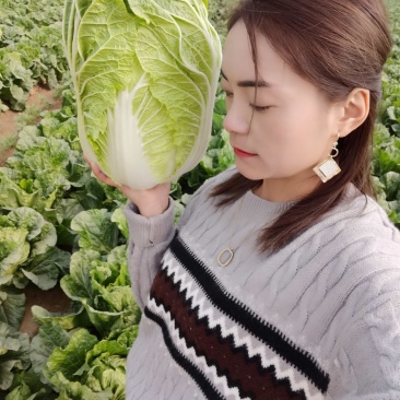 菊锦春白菜4~6斤，纯黄心菜～一手货源，产地直发