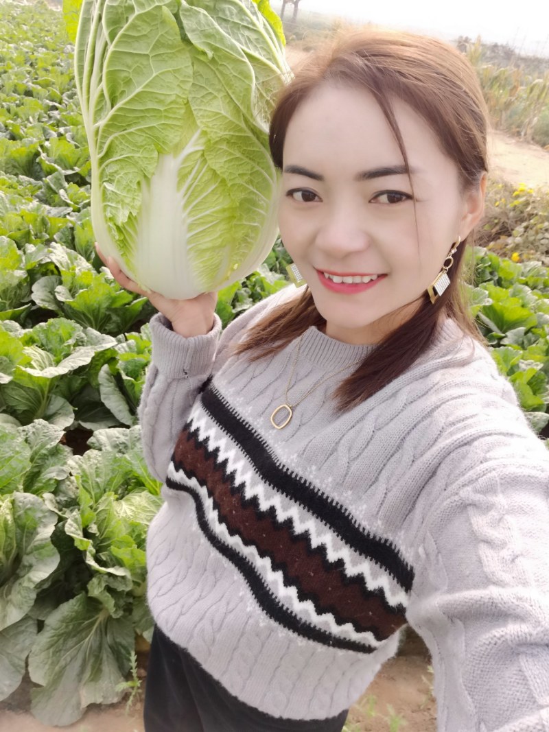 菊锦春白菜4~6斤，纯黄心菜～一手货源，产地直发