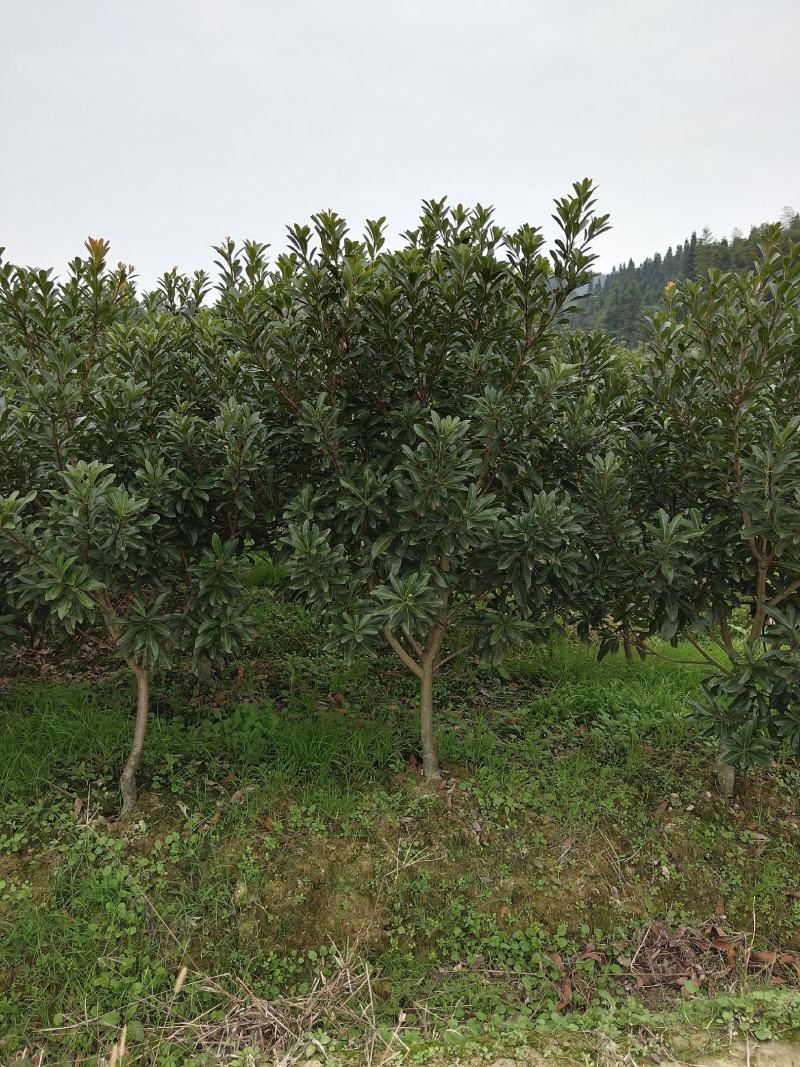 优质地径3至5公分优质杨梅苗乌梅苗带土球，田苗，成活率高