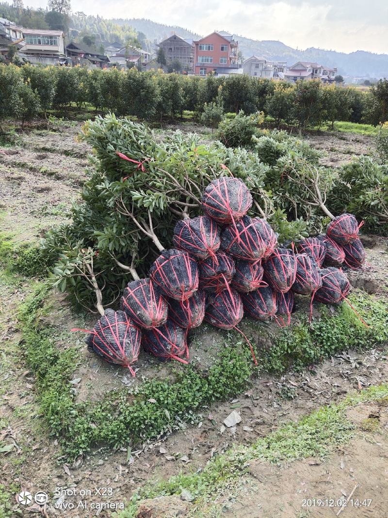 优质地径3至5公分优质杨梅苗乌梅苗带土球，田苗，成活率高