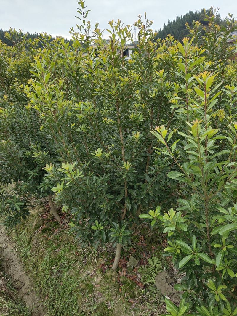 优质地径3至5公分优质杨梅苗乌梅苗带土球，田苗，成活率高