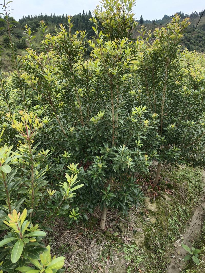 优质地径3至5公分优质杨梅苗乌梅苗带土球，田苗，成活率高