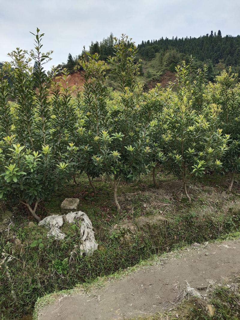 优质地径3至5公分优质杨梅苗乌梅苗带土球，田苗，成活率高