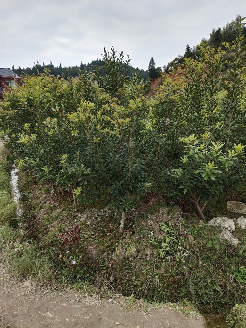 优质地径3至5公分优质杨梅苗乌梅苗带土球，田苗，成活率高