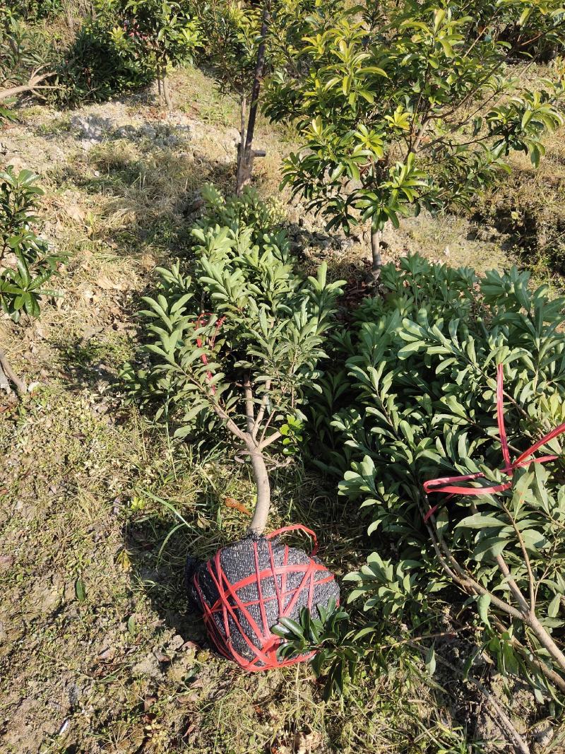优质地径3至5公分优质杨梅苗乌梅苗带土球，田苗，成活率高