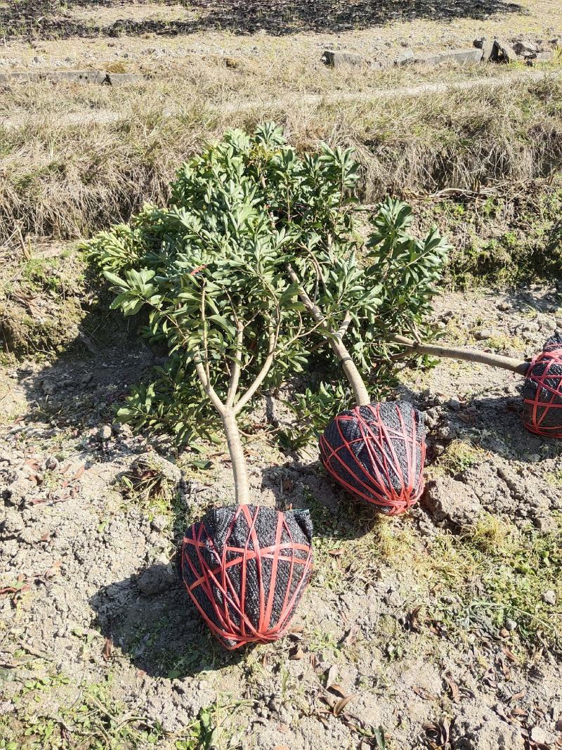 优质地径3至5公分优质杨梅苗乌梅苗带土球，田苗，成活率高