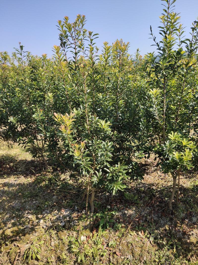优质地径3至5公分优质杨梅苗乌梅苗带土球，田苗，成活率高