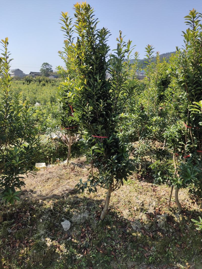 优质地径3至5公分优质杨梅苗乌梅苗带土球，田苗，成活率高