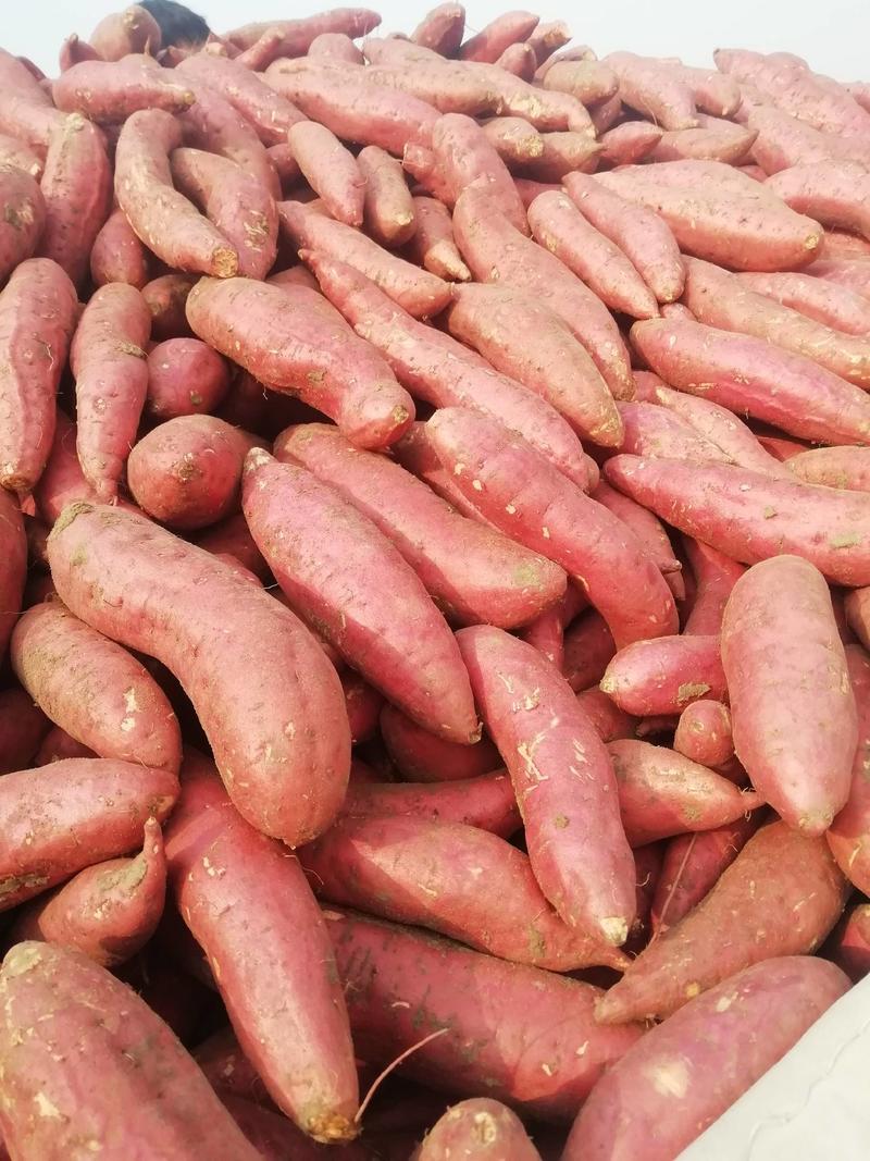 山东高密各品种红薯大量上市，龙九欢迎各位客商前来合作。