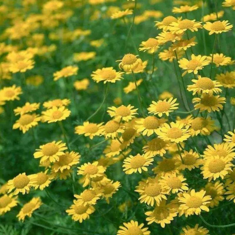 名贵菊花种子杭白菊洋甘菊花籽春白菊种子西洋菊春