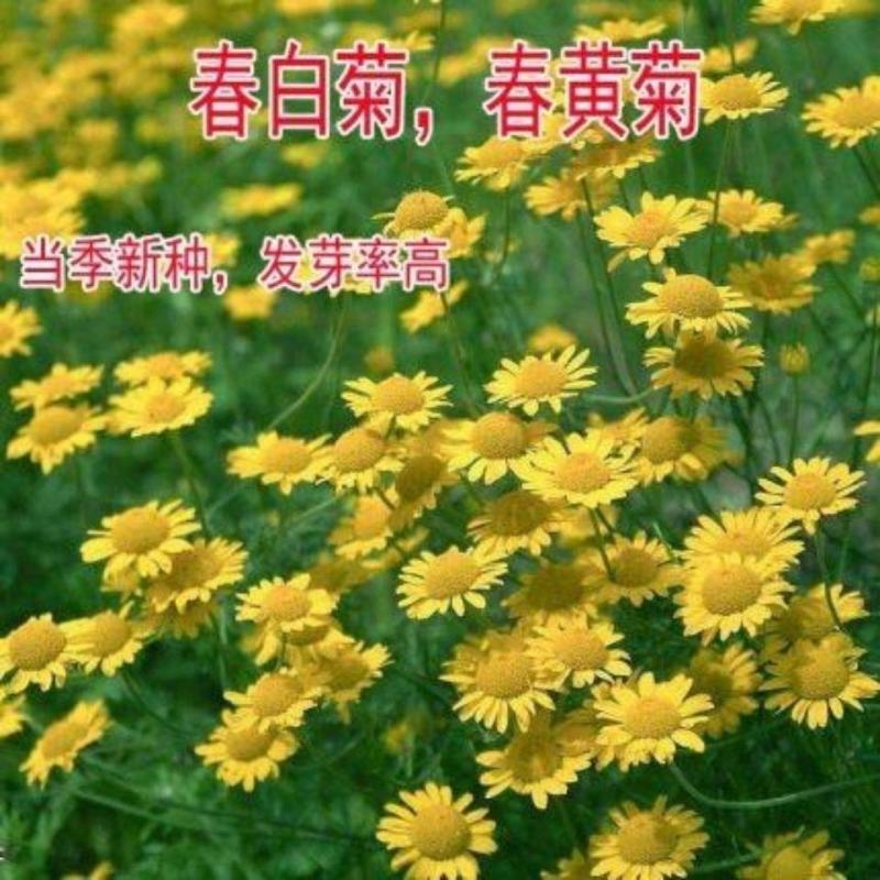 名贵菊花种子杭白菊洋甘菊花籽春白菊种子西洋菊春