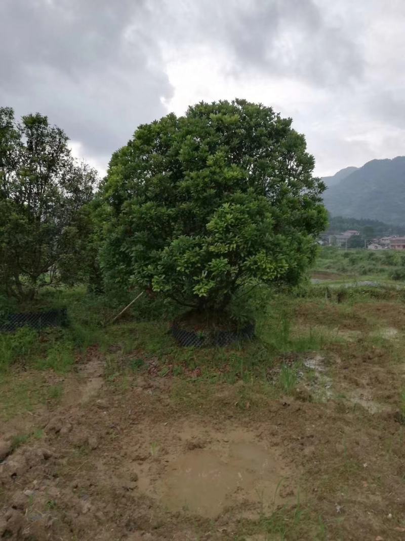供应2至3米冠幅容器杨梅树，树形优美，地产标杆！
