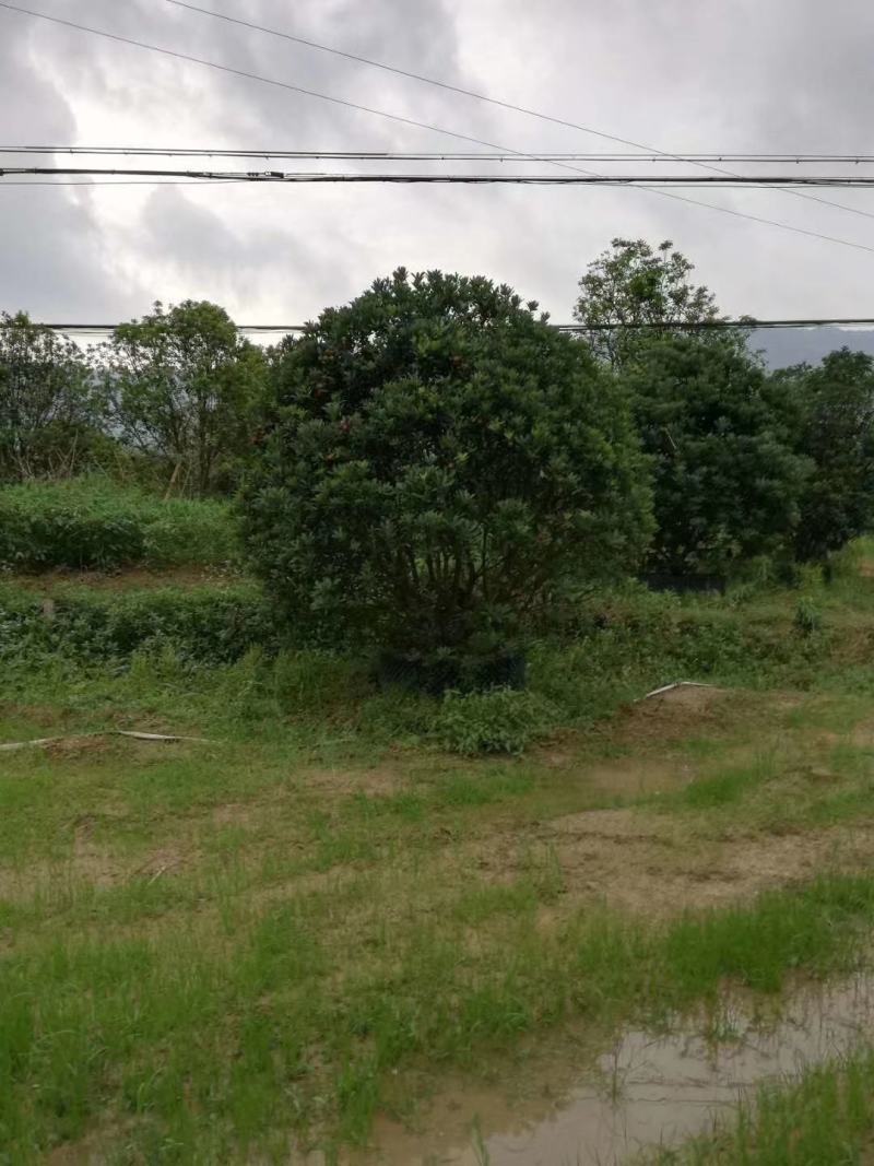 供应2至3米冠幅容器杨梅树，树形优美，地产标杆！