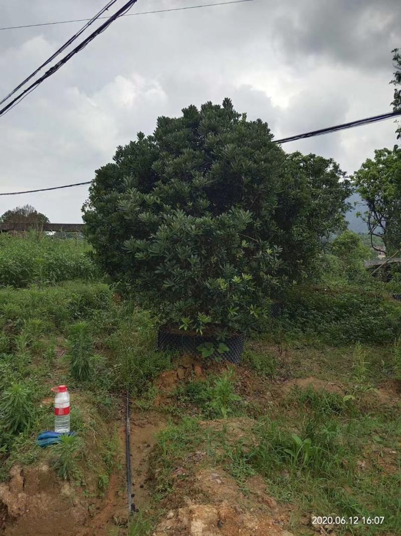 供应2至3米冠幅容器杨梅树，树形优美，地产标杆！