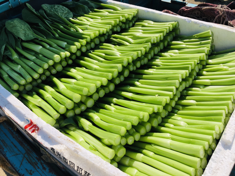 推荐菜苔广东油菜心精品菜芯武汉产地直销量大从优