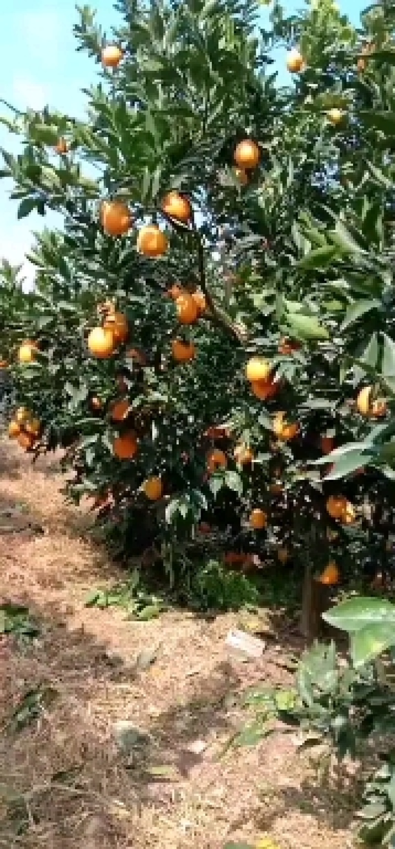 【奉节脐橙】产地直发甜度高皮薄多汁保质保量