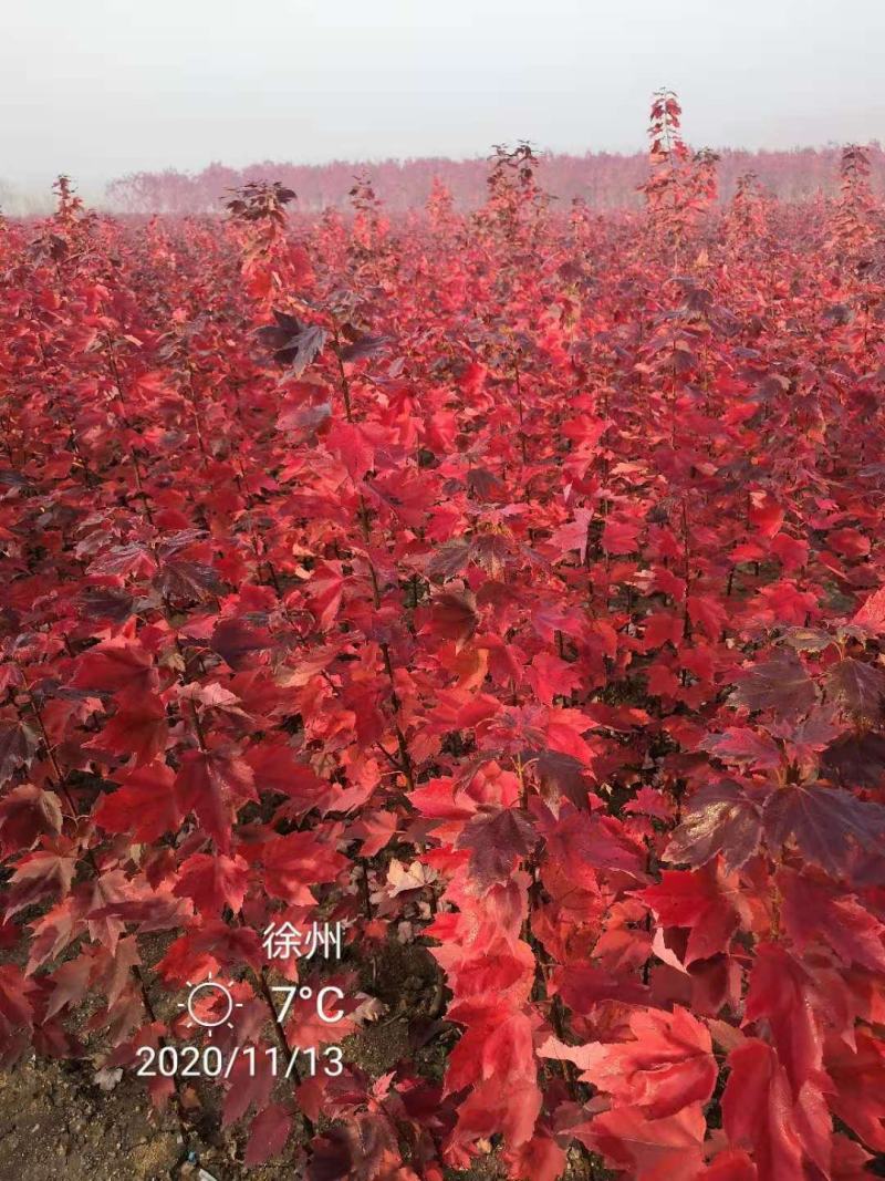 红枫苗美国红枫红冠苗日本红枫苗中国红枫苗包邮发货