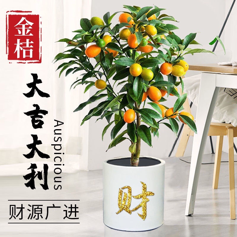 金桔树苗带果发货食用观赏金橘苗盆栽地栽四季结果果树苗橘子